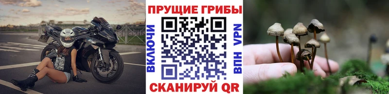 наркошоп  Краснокамск  Псилоцибиновые грибы Cubensis 